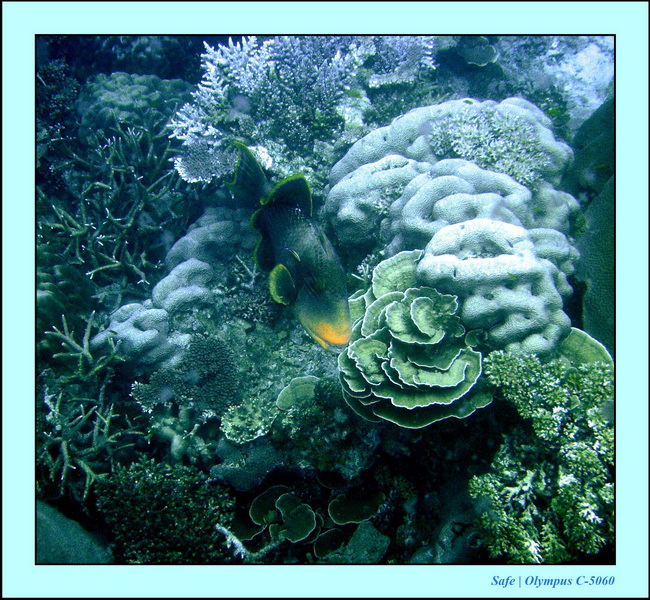 2005 - 08 - Redang  - 204.JPG